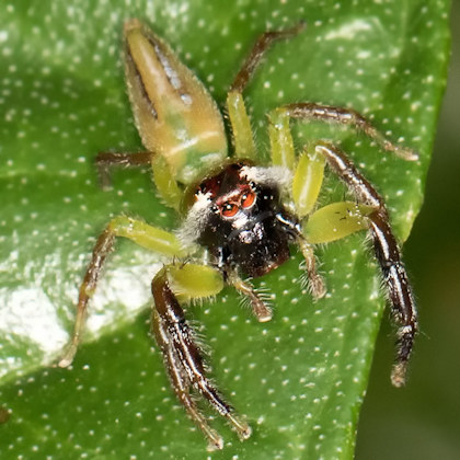 Jumping Spider (Mopsus mormon) (Mopsus mormon)